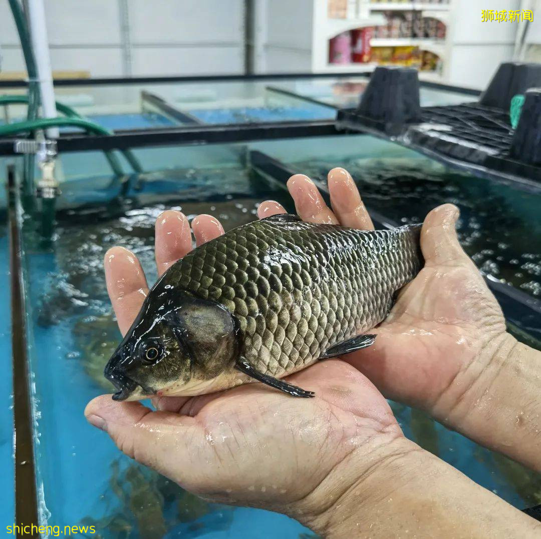 新加坡再次解封後，這家中國超市火了！80多種海鮮$2起！小龍蝦辣條包點東北大米扛回家