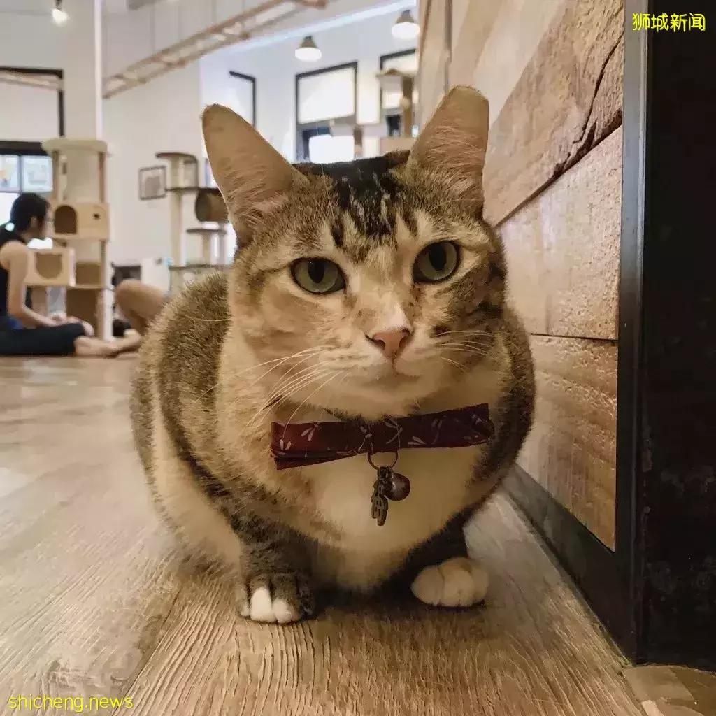 吸猫撸狗不是梦，5家新加坡宠物咖萌到犯规