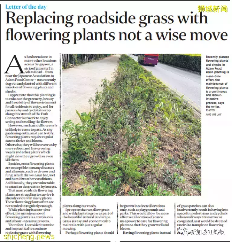 新加坡四处种满了美丽的花,如何妥善照料成了大问题