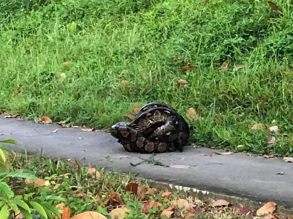 新加坡频现巨蟒和鳄鱼!“我看到蛇在路中间抱团......”