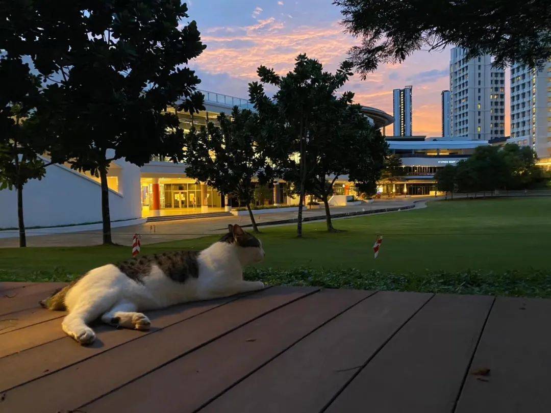 人間四月,來感受新加坡國立大學的春天