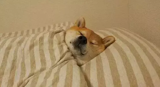 【苟活】我是新加坡第一個因爲大姨媽失血過多而進急診的衰狗嗎