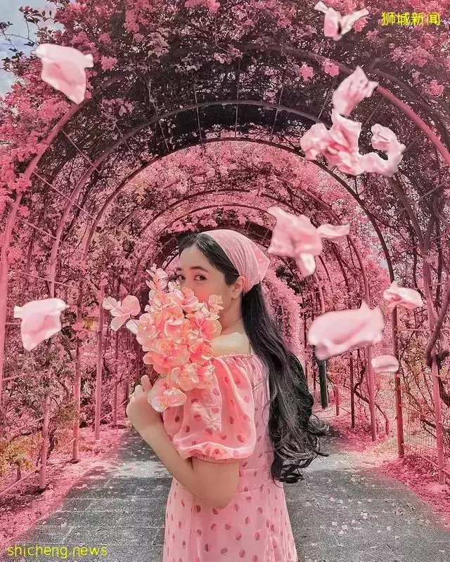 盘点新加坡异国风自然美景📷一分钱也不用花,带你在本地畅游世界😱OOTD美照拍起来