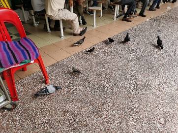 新加坡芽籠除了夜間的燈紅酒綠,最讓大衆著迷的竟然是它