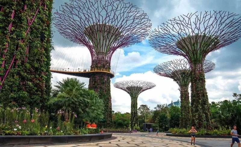 为拯救濒临动物黑脊叶猴，新加坡重新造森林