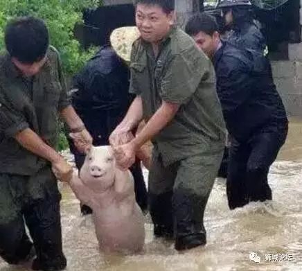 那只从台风中救出来的猪，被恶搞成表情包了，哈哈哈哈哈哈哈哈哈哈哈..