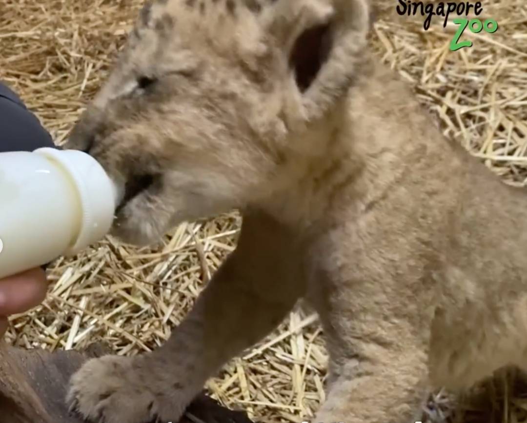 激萌！“獅子王”出生在新加坡動物園！網友：好想擁有一只