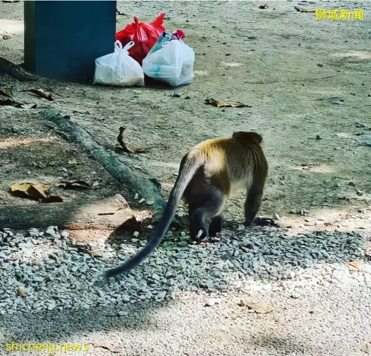 在新加坡的東北部,有個隱秘的小島!不用坐船,每天限時開放