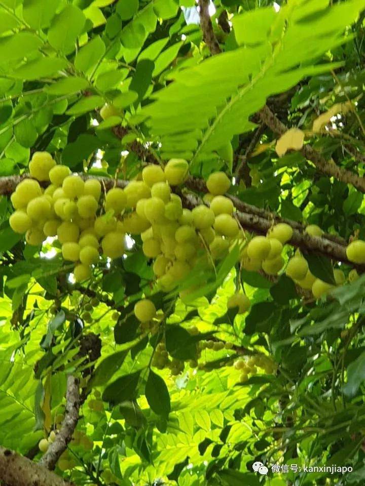 新加坡常见的绿果子，居然是印度“圣果”