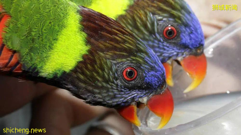 门票6折！一只恐龙有多大？亚洲首个积木恐龙世界，超过60只在新加坡动物园和河川生态园与你捉迷藏