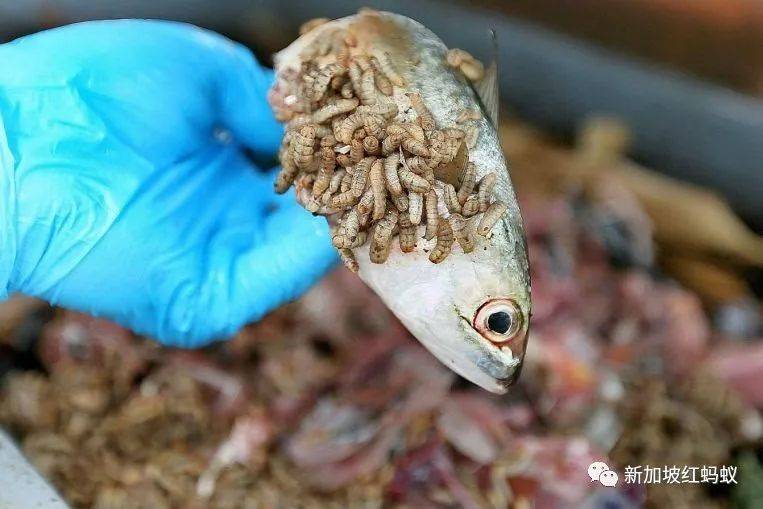 這些小小的蟲子,能改變新加坡的未來