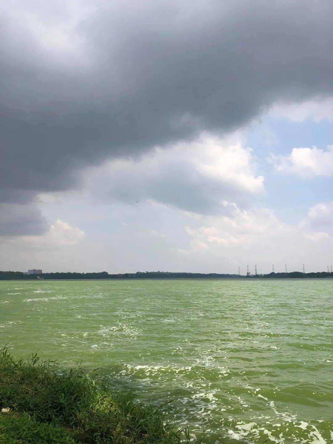 罕見!新加坡聖淘沙這條河變成了粉色,驚現大批死魚!39年創記錄暴雨太作了