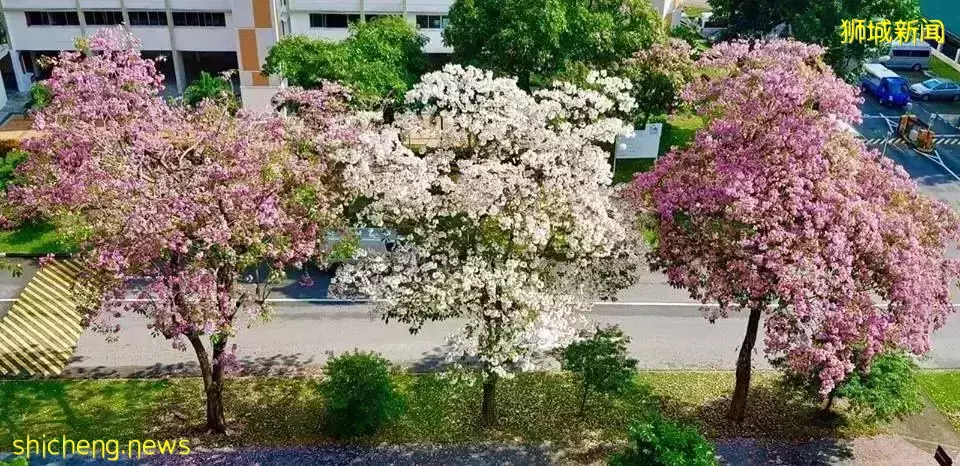 新加坡全島各地現“新加坡櫻花”景象！多種櫻花讓你一飽眼福
