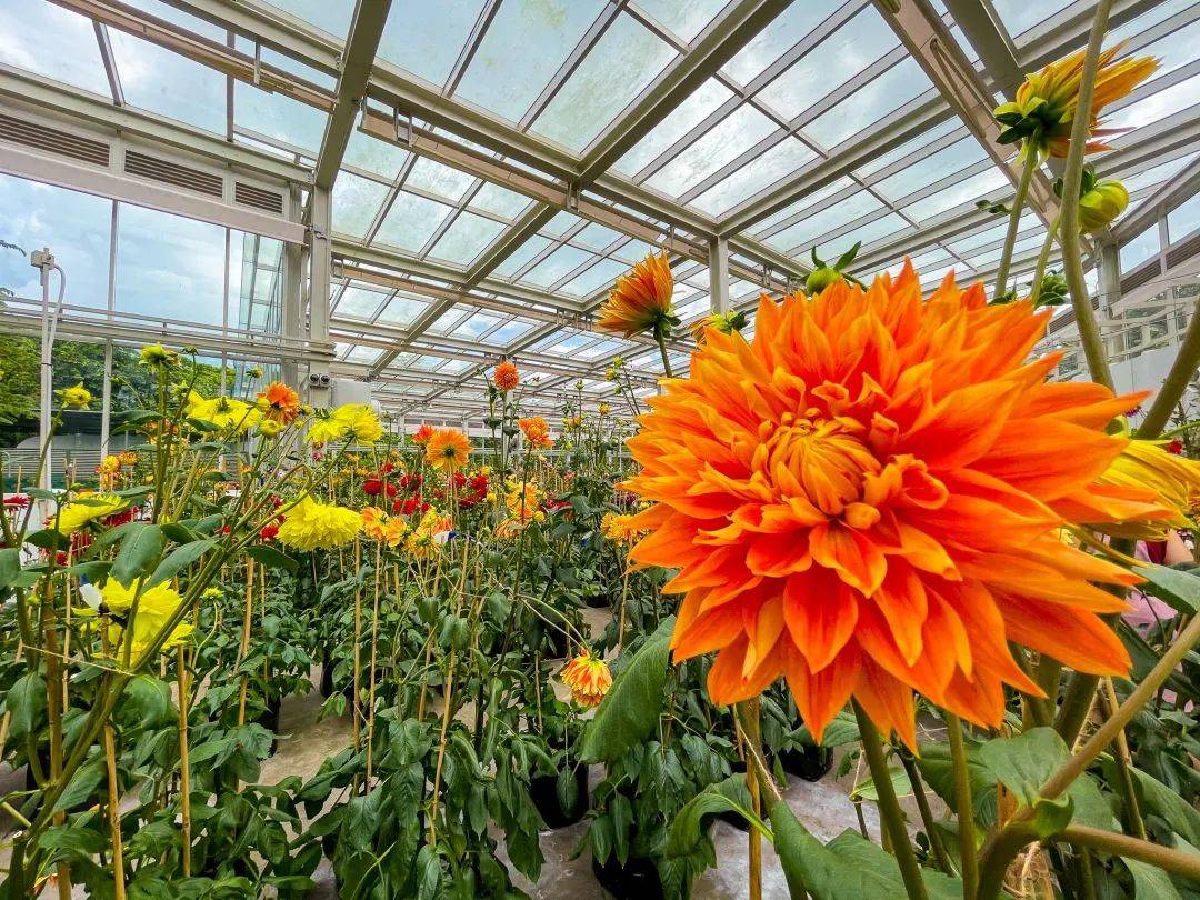 濱海灣花園新春花卉展【大麗花之夢】，1月15日開幕！喜氣洋洋迎牛年
