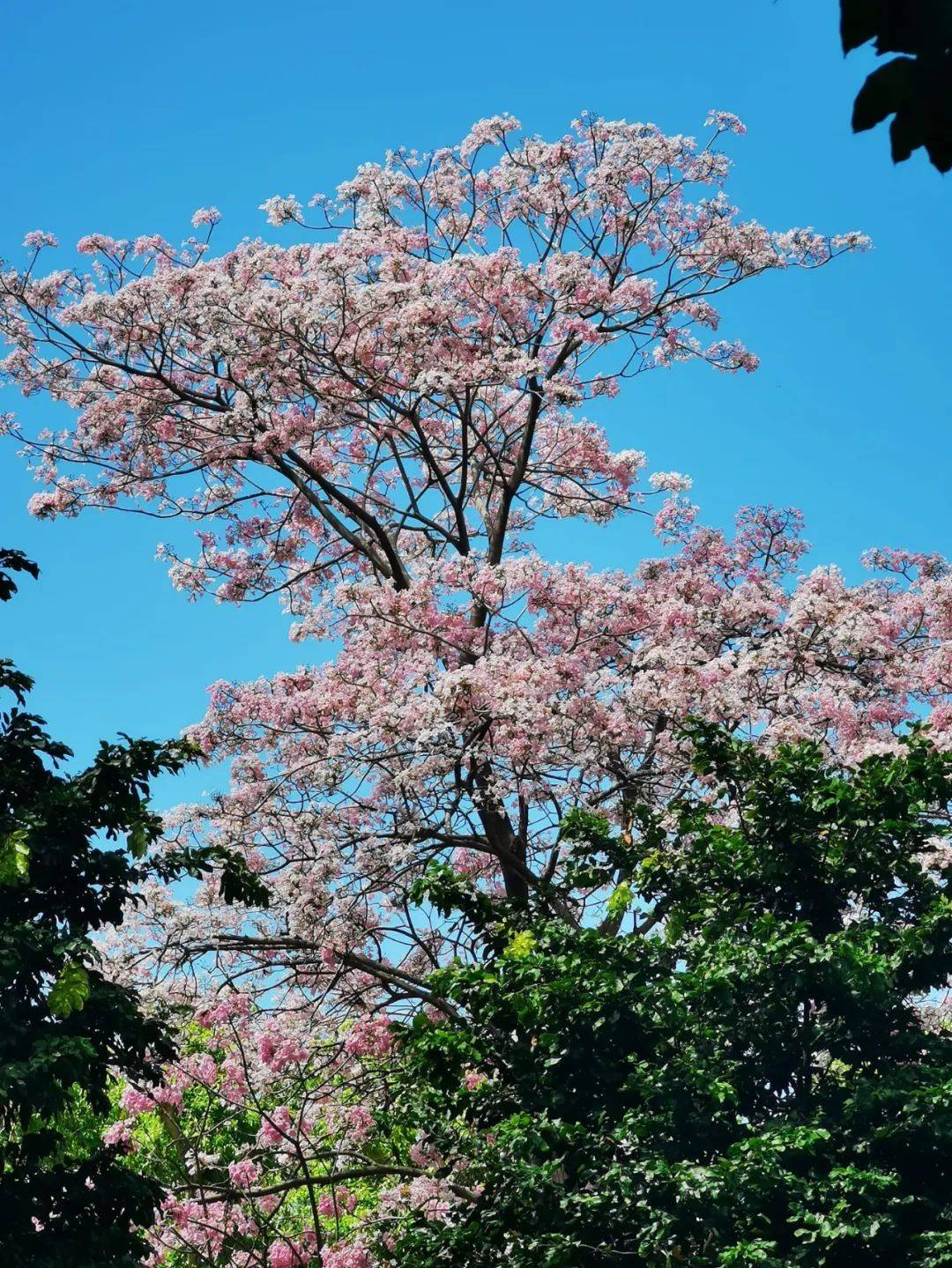 李顯龍總理發了一個帖子，評論區瞬間被淹沒