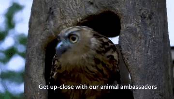 在新加坡野生動物園來一場VIP營地晚宴是怎樣非凡的體驗