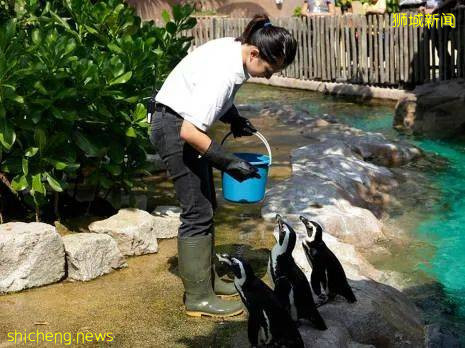 门票6折！一只恐龙有多大？亚洲首个积木恐龙世界，超过60只在新加坡动物园和河川生态园与你捉迷藏