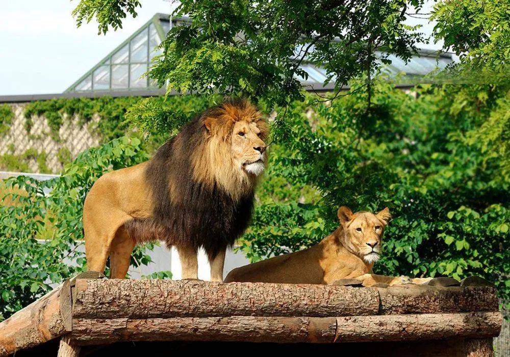 遛娃胜地新加坡!盘点那些让娃流连忘返的主题乐园