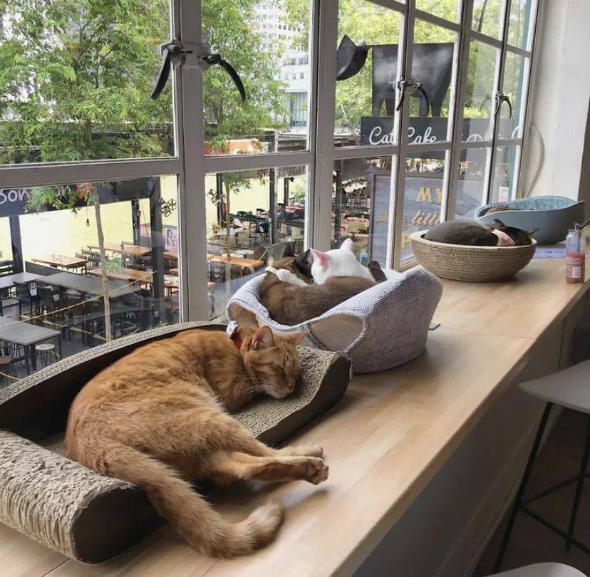 治愈系的它看一眼就愛不釋手！新加坡撸貓撸狗地圖來咯