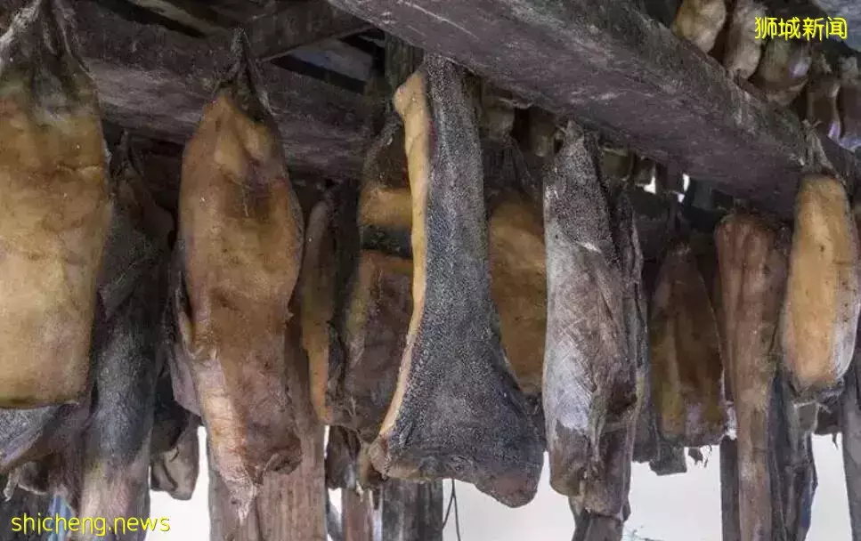 纳尼？新加坡的宠物居然1/3在吃鲨鱼肉