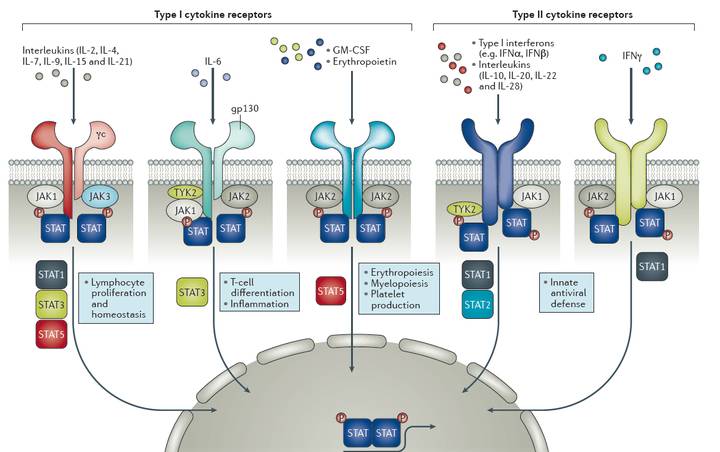 NTU 學者設計新化合物,可用于治療自體免疫性疾病
