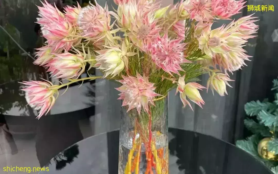 鮮花在熱帶也能養1個月？資深花友新加坡買花、養護大揭秘