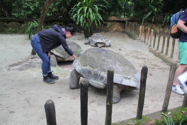 世界十大动物园之一：新加坡动物园，确实不一样