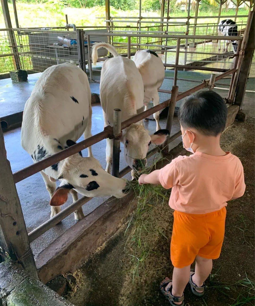 新加坡有機農場牧場？還能和羊咩咩親密接觸