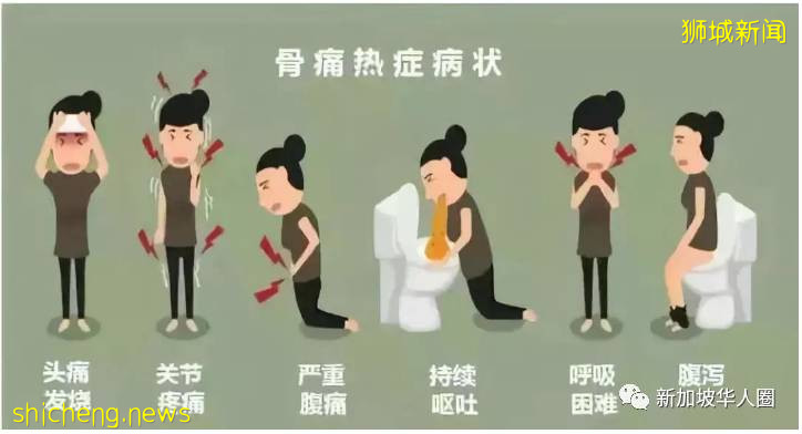 新加坡骨痛热症9261例,死亡12人!网友叙述得病后的痛苦经历