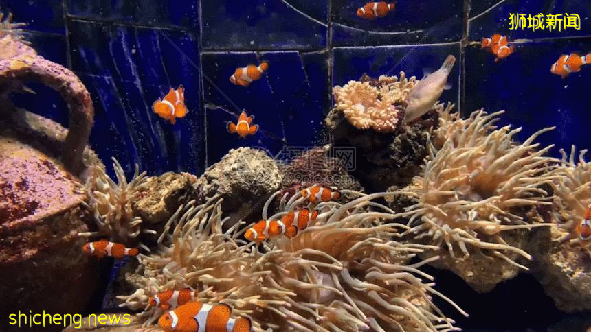 新加坡解封後,遛娃+逛街兩不誤!首家免費“水族館”來了