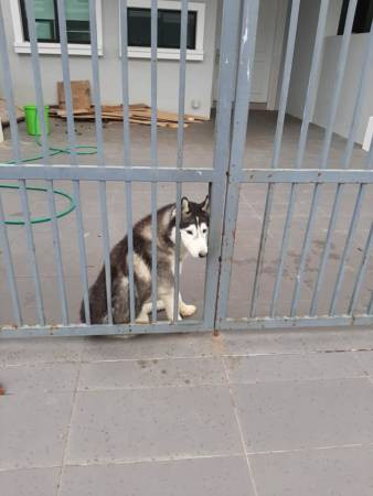 主人狮城工作 狗儿孤独顾家 巫裔大哥面书招人认领