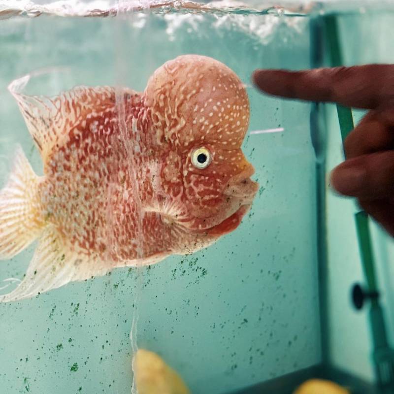 周末新玩法!新加坡仟湖魚場🐟 賞魚+魚療+搜魚體驗活動!免費入場、免費專程巴士載送