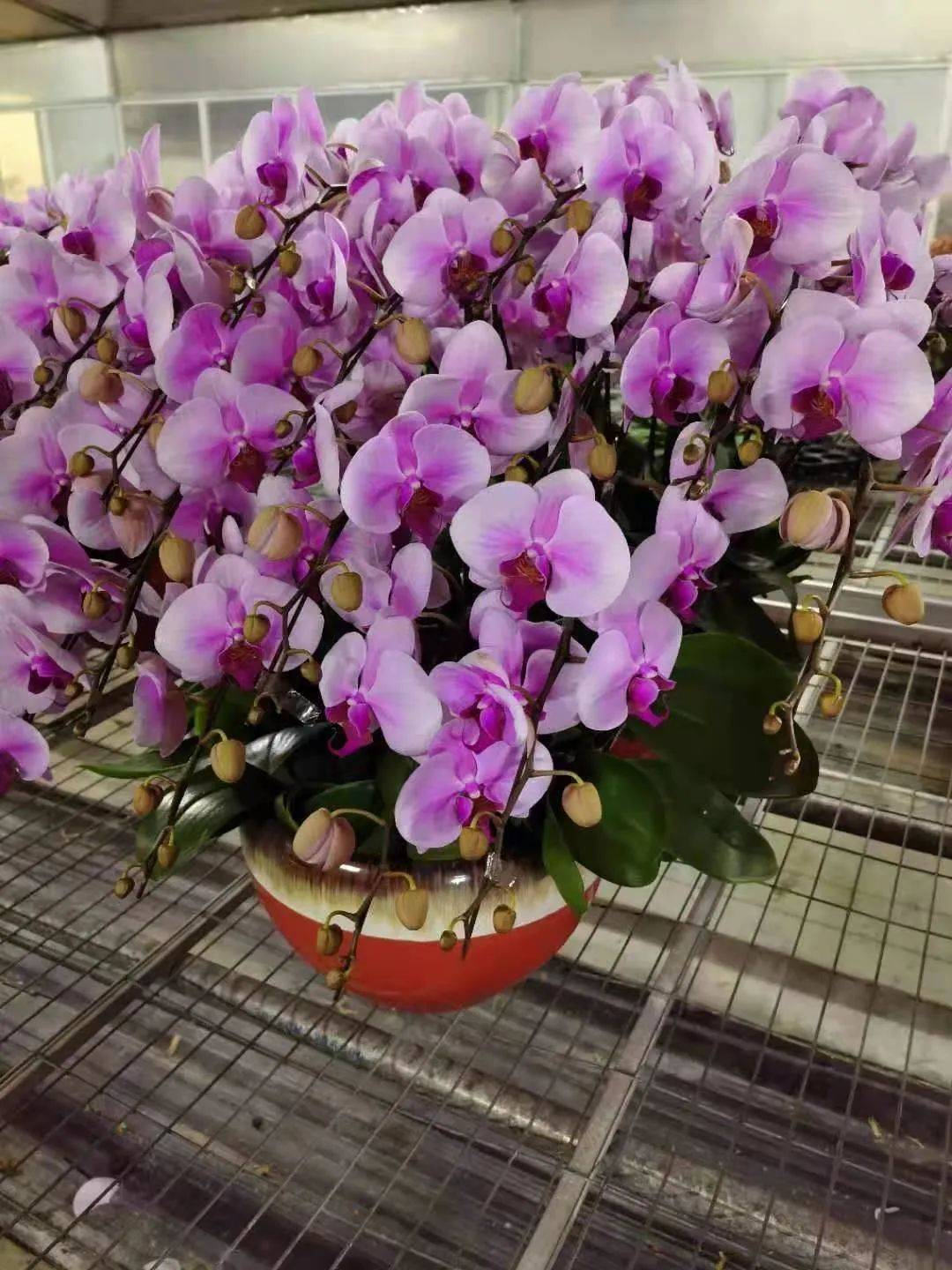 叮咚!你有一個情人節蛋糕請簽收!比玫瑰還好看的花也來了