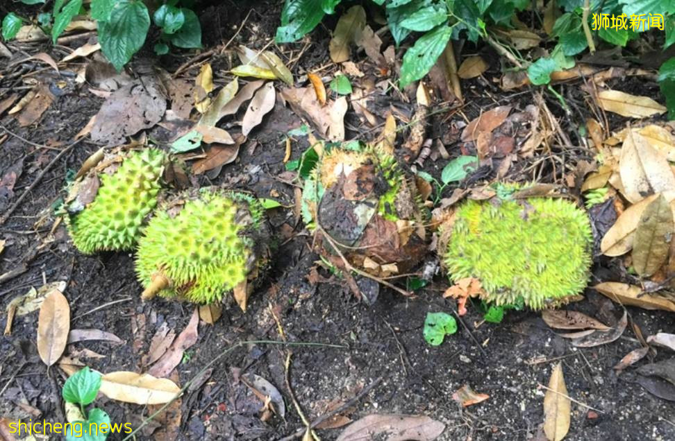 新加坡这个公园内20棵榴梿树大丰收!一群人等著捡,最高罚5万