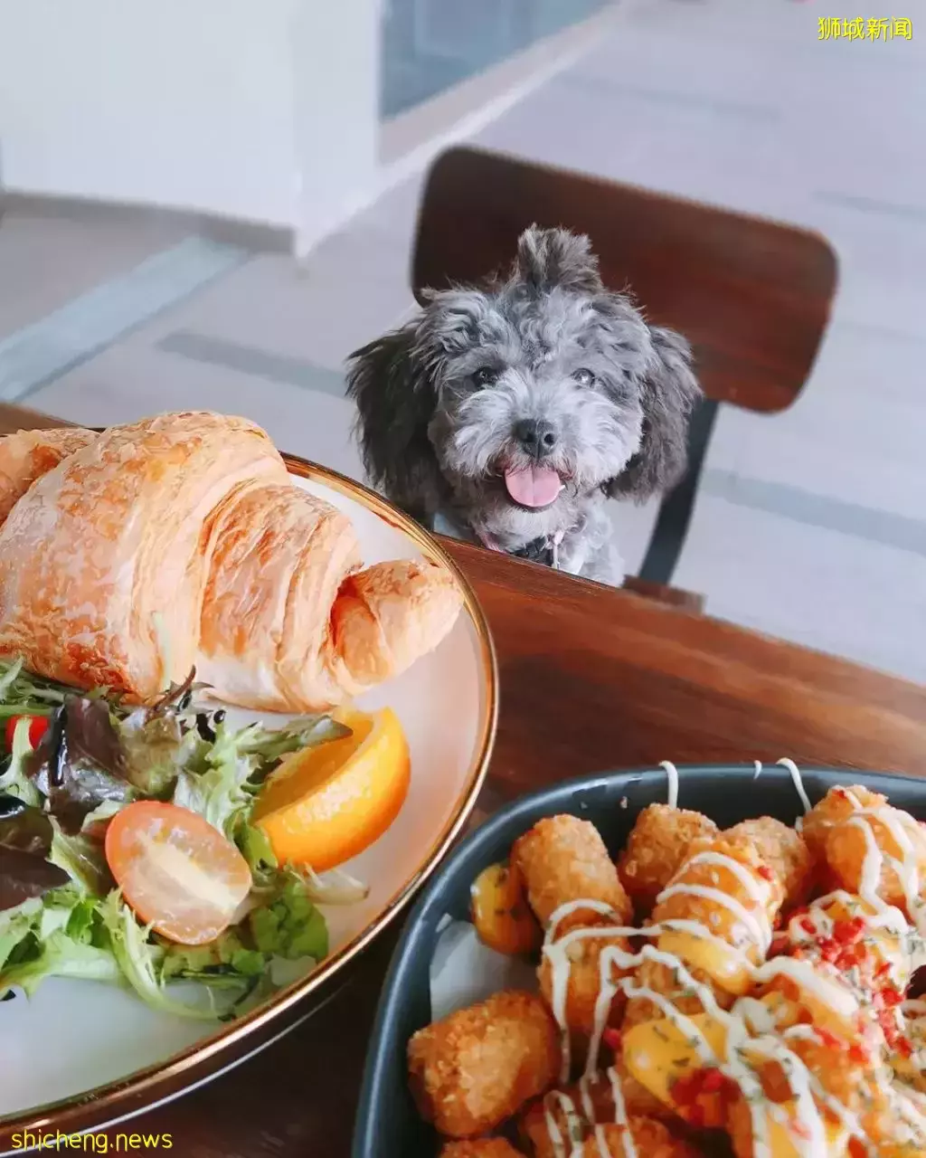 吃喝撸狗兩不誤!新加坡15家寵物友好咖啡廳 · 快上小可愛一起去體驗吧