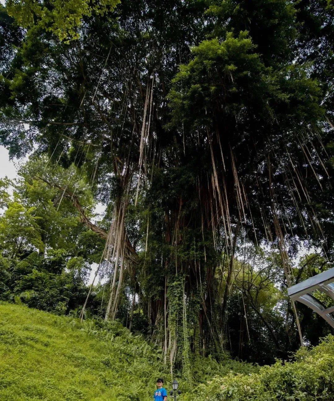 新加坡最美打卡樹集合 一起來看看吧