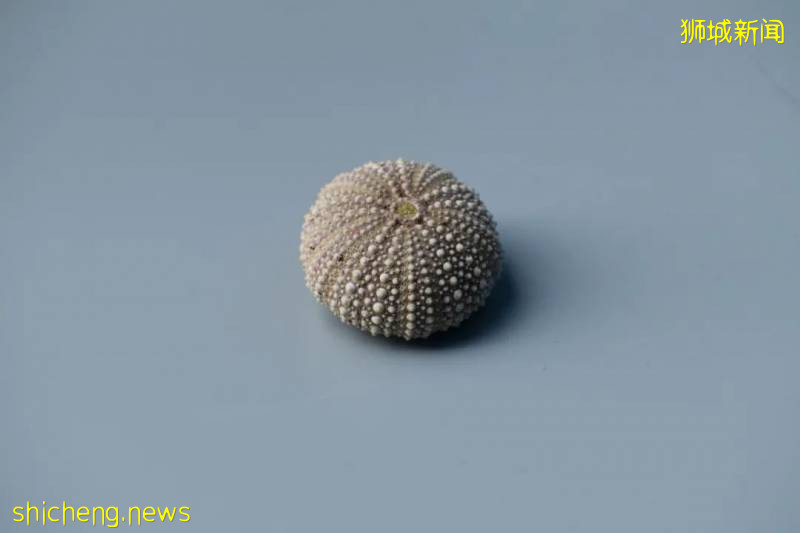 驚!大家竟然喜歡吃這個東西,獅城的你吃過嗎!