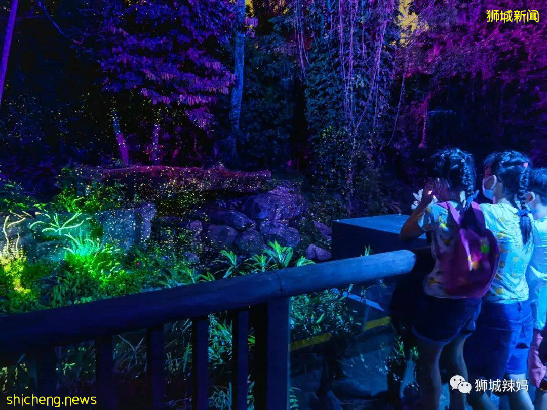 低至S$8！就3天！新加坡動物園“幻光雨林之夜”強勢回歸，亞洲第一夜遊體驗