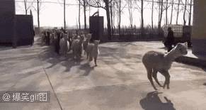 結束11年新加坡的生活!我懷孕帶著5歲的娃回了中國又移民澳洲!這瘋狂又神奇的旅程