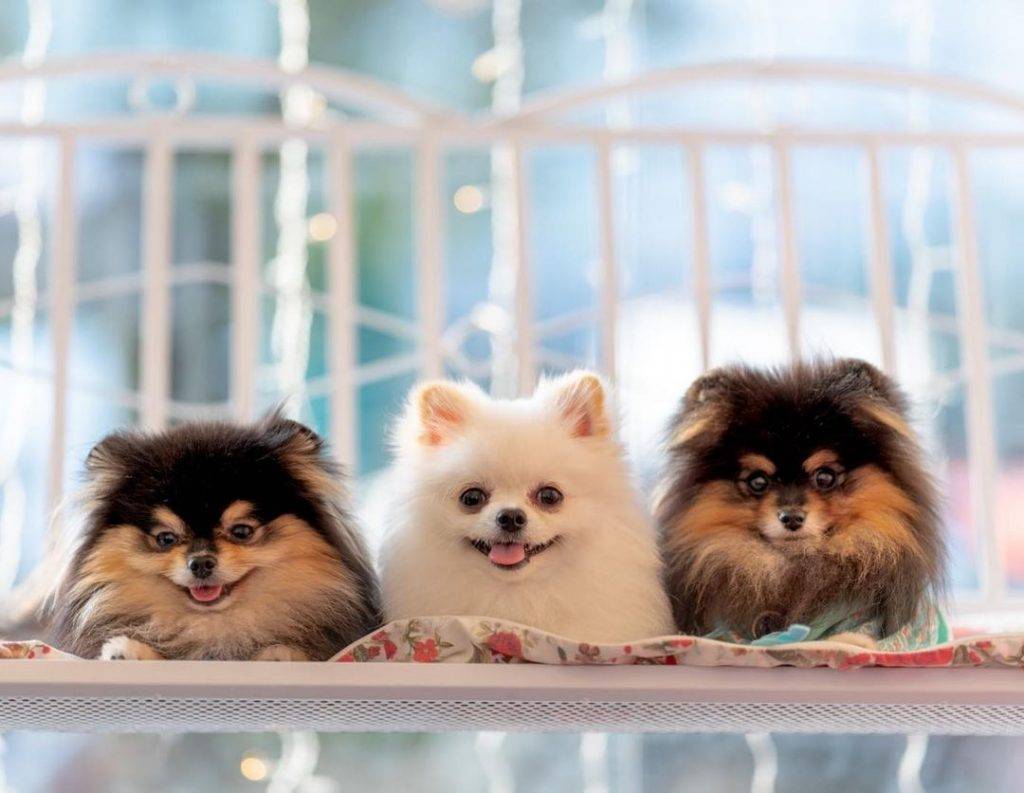 汪星人咖啡厅🐶 满屋萌犬的“Menage Cafe”边吃饭边耍狗!去找毛小孩解解压、透透气😍