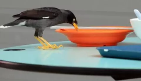 新加坡30件“合法但有病”的事！哈哈哈哈哈