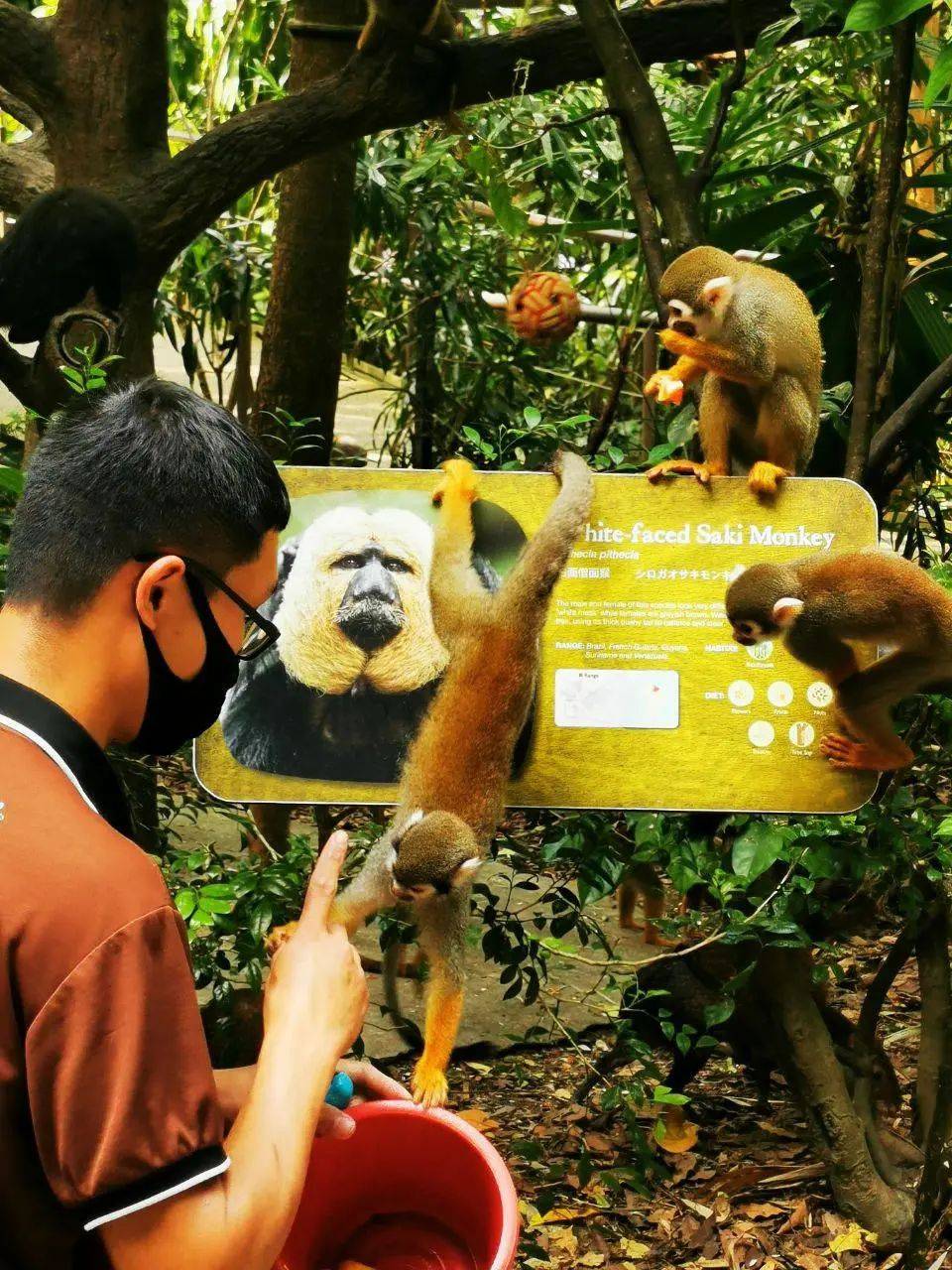 新加坡河川動物園有豪華帳篷過夜啦!本周最新活動彙總