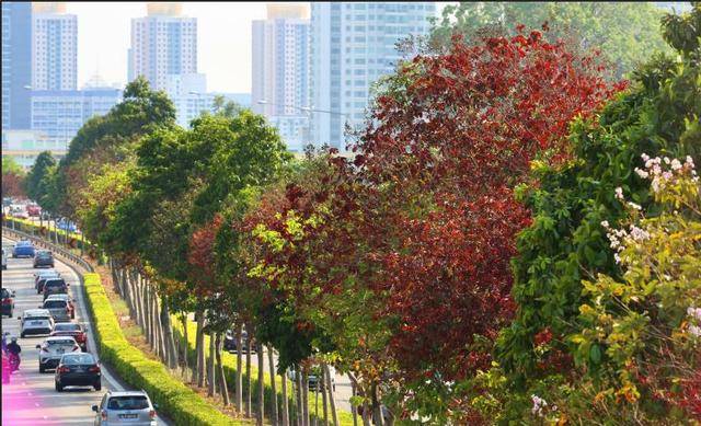 新加坡最美的几种花树，收藏好快去打卡吧