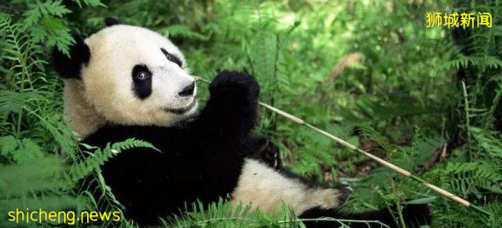 新加坡留學 最新!新加坡開放2022Fall“提前批”碩士入學申請!免語言