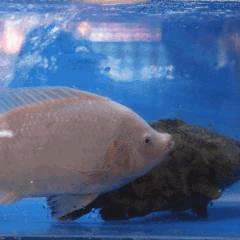 買一送一的烤魚和啤酒，拿來吧你