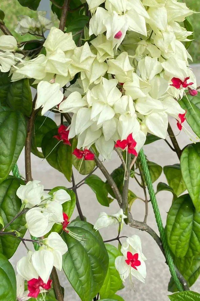 快看!新加坡到处都开花了,一大波美图刷屏