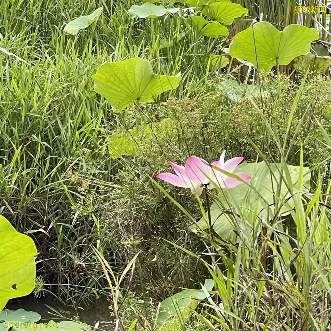 榴梿、野豬、猴子、各種魚蟹……體驗“新加坡最後的農村”