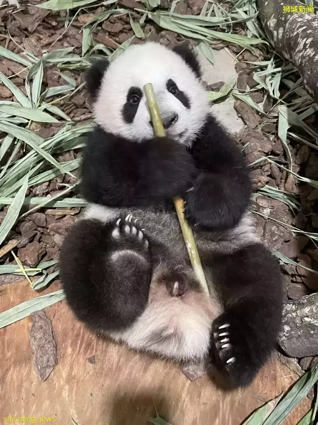 过年会吃多,跟着新加坡小熊了叻叻一起健身