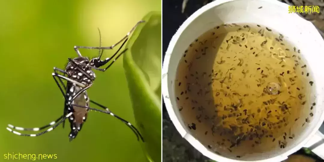 新加坡又爆发一疫情!部长说处于紧急阶段!孕妇染病进了ICU,直呼太可怕