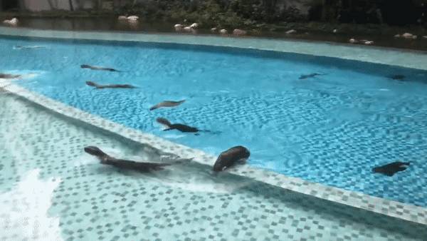 闯入公寓泳池、吃光鱼塘锦鲤!这群玩意在新加坡太嚣张了